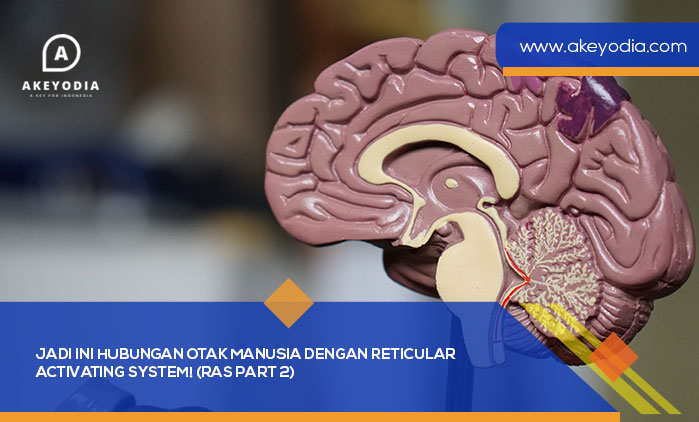 Jadi ini Hubungan Otak Manusia dengan Reticular Activating System