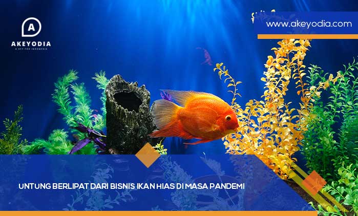 Untung Berlipat dari Bisnis Ikan Hias Di Masa Pandemi