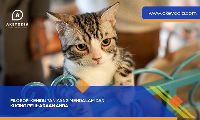 Filosofi Kehidupan yang Mendalam dari Kucing Peliharaan Anda